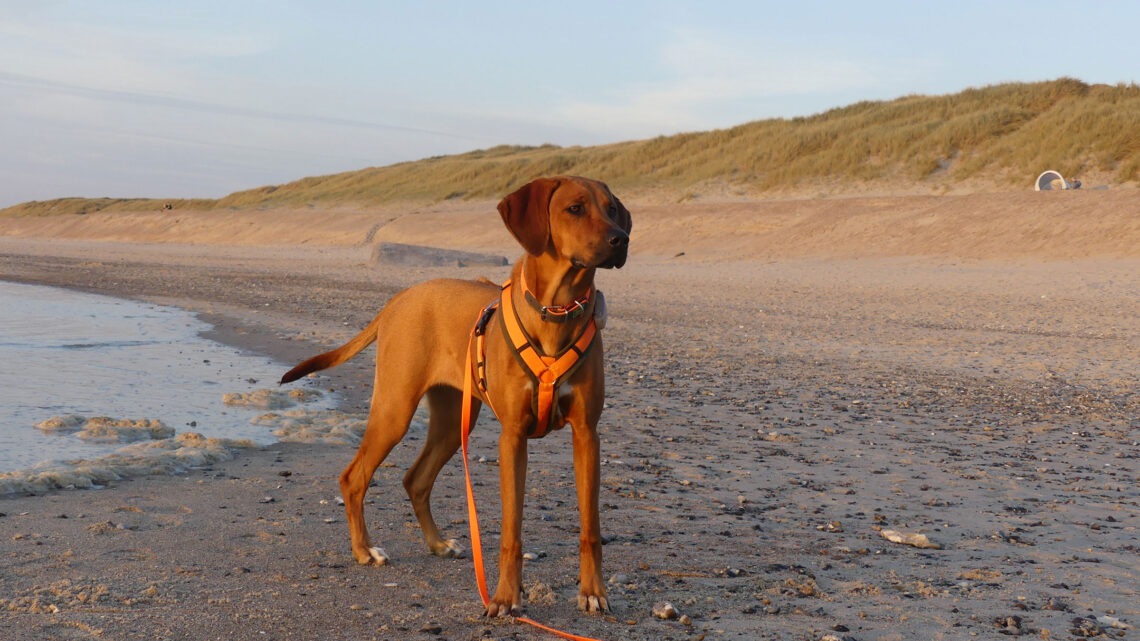 Dänemark – Sand und Sonne pur